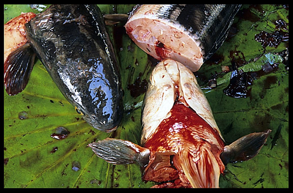 Fish for sale inside the Psar Thmei, central Phnom Penh.