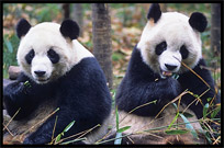 Pictures of Pandas (Chengdu)