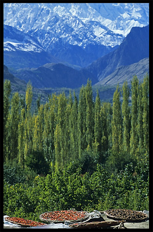 Abricots on the roof of a house with Rakaposhi (7790m) in the background. Karimabad, Hunza, Pakistan